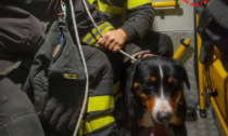 Cane terrorizzato dai botti di Capodanno si incastra in un cancello: salvato dai pompieri
