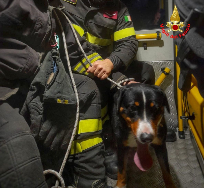 Cane terrorizzato dai botti di Capodanno si incastra in un cancello: salvato dai pompieri