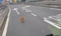 Ancora un cagnolino impaurito salvato sulla Statale 36: il toccante video girato sul ponte Manzoni