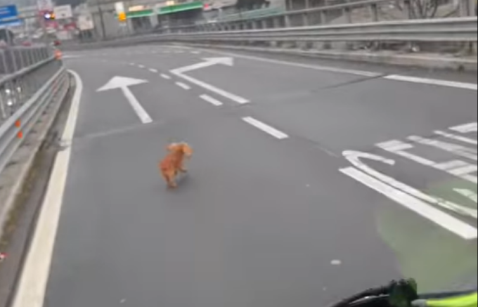 Ancora un cagnolino impaurito salvato sulla Statale 36: il toccante video girato sul ponte Manzoni