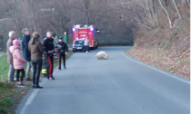 Massi sulla carreggiata: toppo pericoloso riaprire, la strada resta chiusa