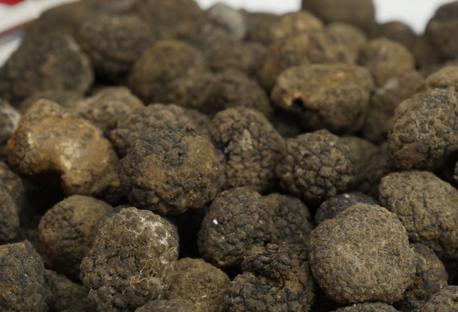 Appassionati di funghi e tartufi? Corso in Comunità Montana