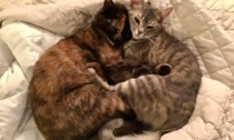 Il padrone muore a 50 anni: gara di solidarietà per le gattine