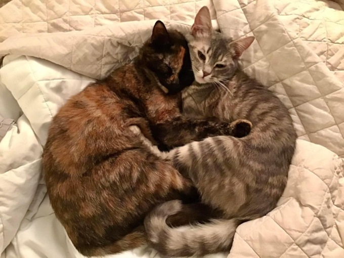 Il padrone muore a 50 anni: gara di solidarietà per le gattine