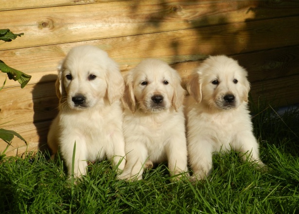 Microchip day