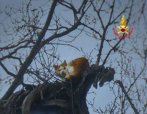 Gatto bloccato su una pianta a 20 metri da due settimane salvato dai pompieri