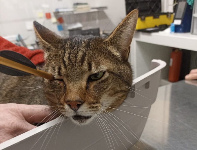 Gattino trafitto con un dardo: indagano i Carabinieri