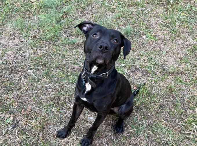 Athos è scomparso: appello per ritrovarlo