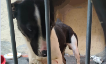 Cagnolina denutrita abbandonata sul balcone nella sporcizia