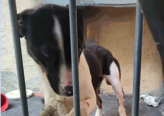 Cagnolina denutrita abbandonata sul balcone nella sporcizia