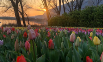 Ora è davvero primavera: riapre il Campo dei Fiori tra tulipani e caccia al tesoro