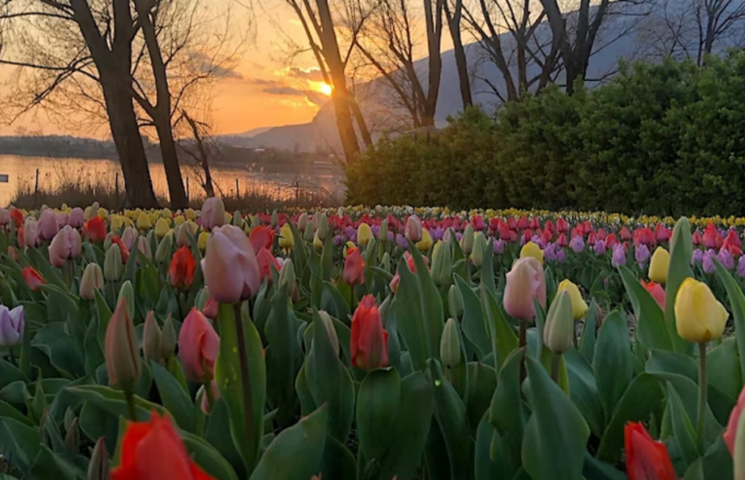 Ora è davvero primavera: riapre il Campo dei Fiori tra tulipani e caccia al tesoro