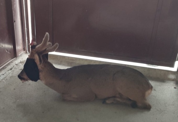 Capriolo ferito e sanguinante salvato dalla Polizia provinciale