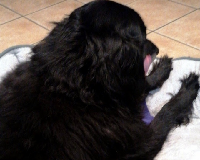 Nerone salvato dalla paralisi grazie alle donazioni