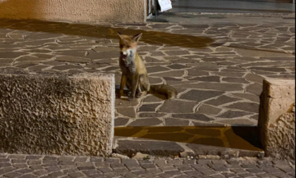 Bellissima volpe a spasso in centro paese