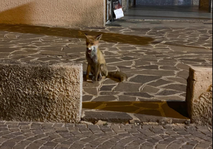 Bellissima volpe a spasso in centro paese