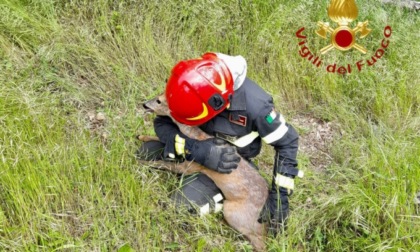 Cucciolo di capriolo incastrato salvato dai pompieri