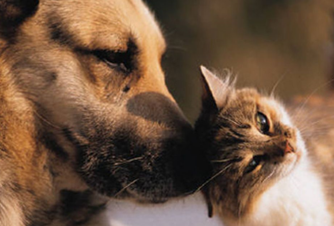 Cucciolo in famiglia: incontri dedicati agli amici a quattro zampe