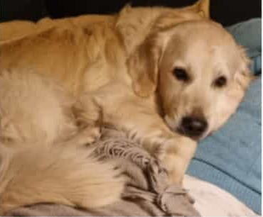 Anche i droni per cercare Davy, cagnolone sparito nel nulla