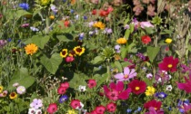 Da oggi col Giornale di Lecco dei bellissimi fiori per api