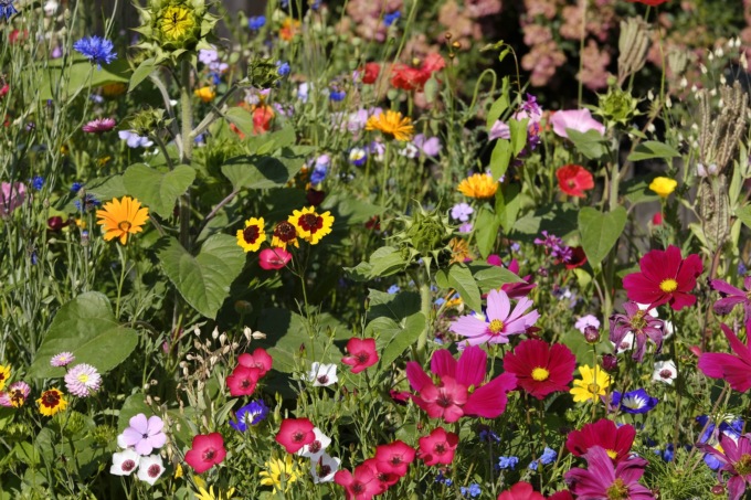 Da oggi col Giornale di Lecco dei bellissimi fiori per api
