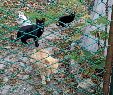 L’appello di Sara per i «suoi» amati 20 gatti: «Non chiedo soldi ma un aiuto»