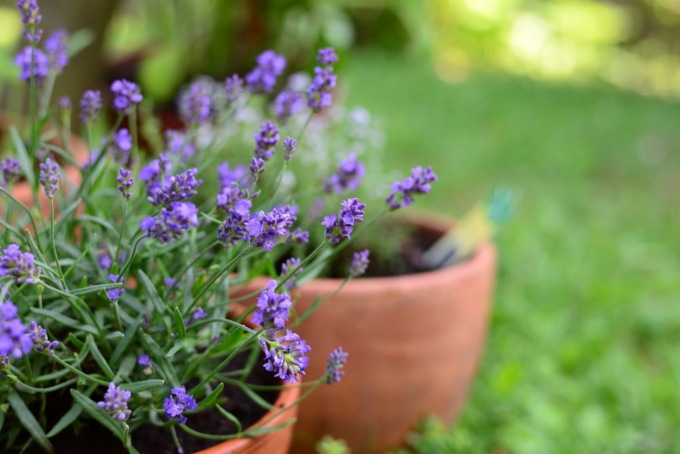 Da domani con il Giornale di Lecco la profumatissima lavanda