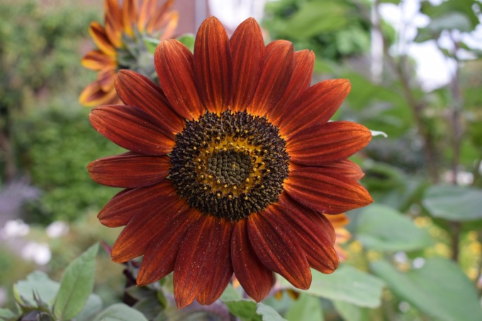 Girasole evening sun, da oggi in regalo col Giornale di Lecco