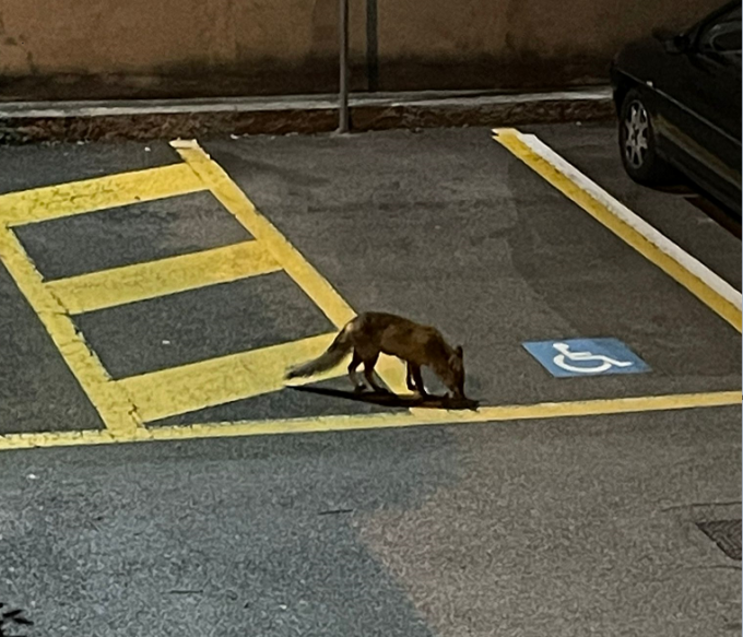 Ancora una volpe in centro, questa volta a Lecco: il video