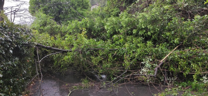 Maltempo: albero crolla in strada