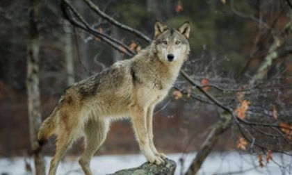 Allevatore aggredito, Zamperini: "Necessario monitorare la presenza di lupi e orsi"