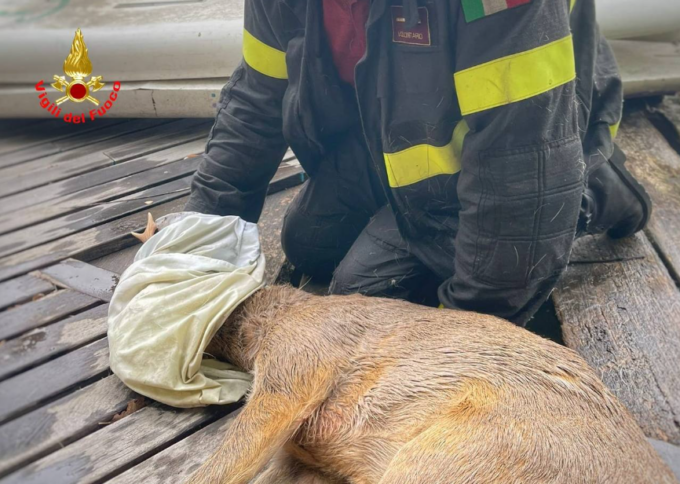 Capriolo cade nel lago e rischia di annegare: salvato dai Vigili del fuoco