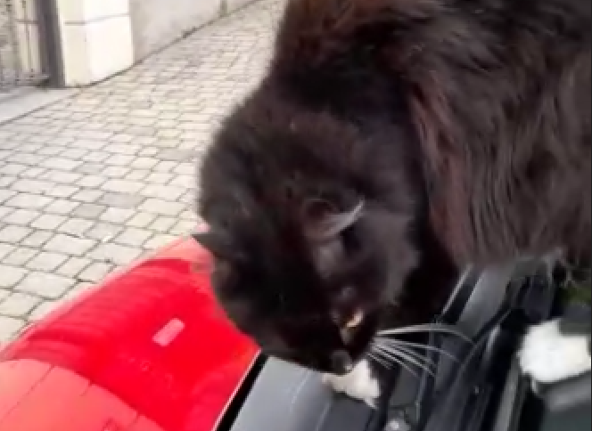 Lupo Alberto? No, gatto Alberto… Tomba però