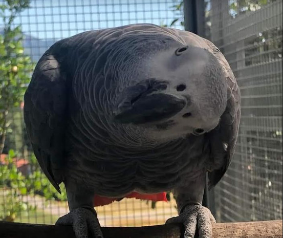 Recuperato un pappagallo amazona oratrix, ma si cerca ancora Pierino