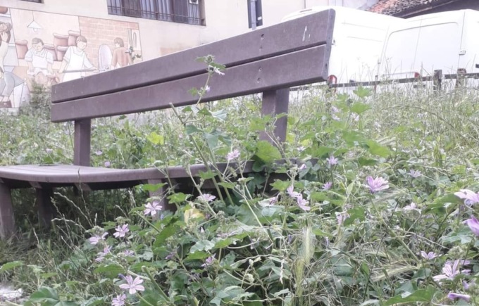 Erba (troppo) alta a Calolzio: il sindaco corre ai ripari e convoca Silea