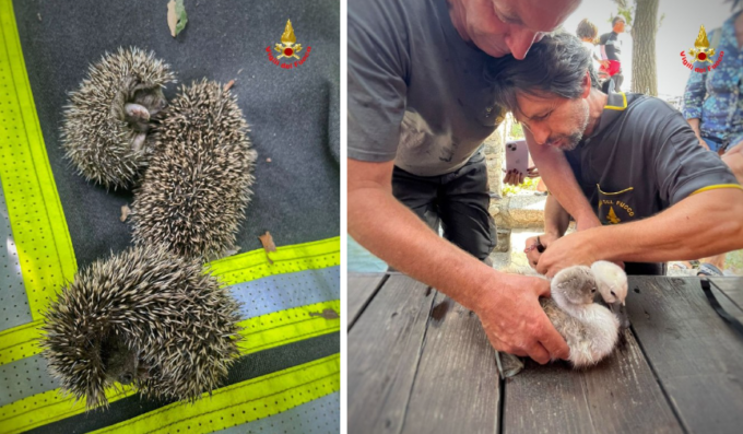 Cuccioli in difficoltà: i Vigili del fuoco salvano 3 ricci e 8 cigni