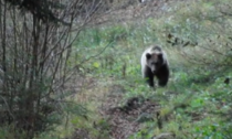 Orso sulle Orobie: ecco il video... bestiale