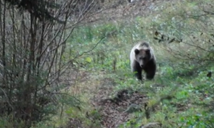 Orso sulle Orobie: ecco il video… bestiale