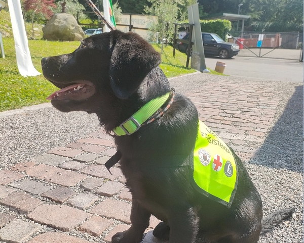 Passeggiata a quattro zampe solidale: che successo! Tutte le foto