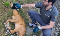 Capriolo incastrato nella rete: salvato. Il toccante video