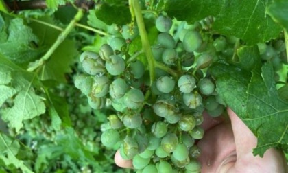 Maltempo: danni per la grandinata nei vigneti in Valtellina