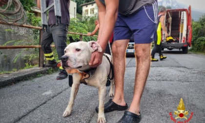 Precipita nel torrente con il suo cane Bori: salvati