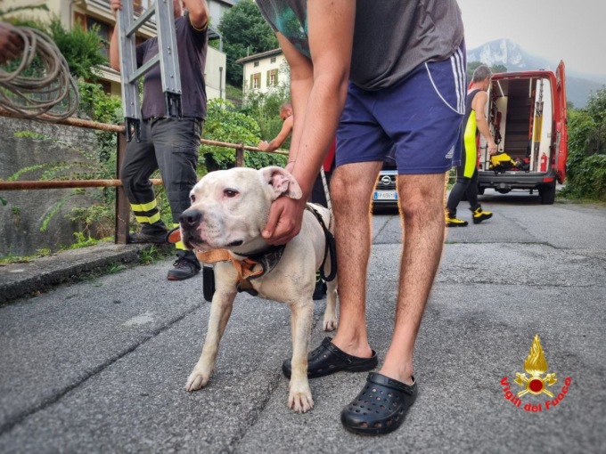Precipita nel torrente con il suo cane Bori: salvati
