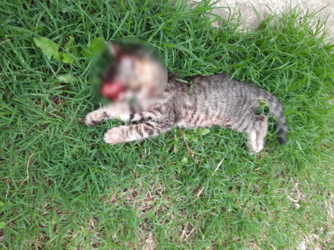 Gattino della colonia felina investito e lasciato agonizzante in strada