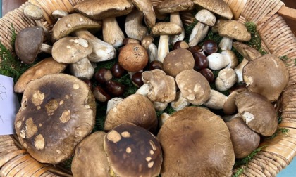 Monte Marenzo, un successo per la "mostra dei funghi"