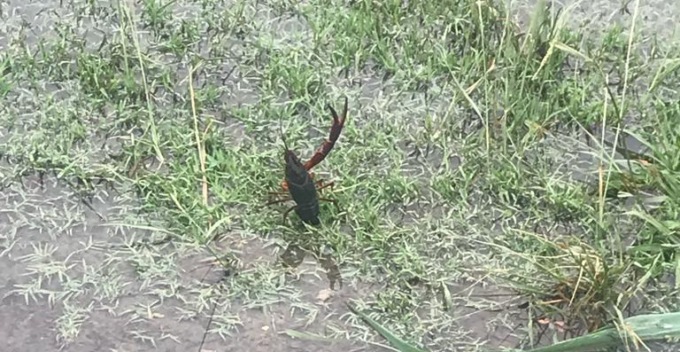 Wwf Lecco: una diffida al Comune di Colle Brianza per la situazione del gambero di fiume