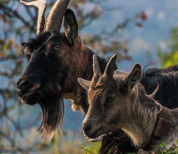 Mostra Regionale della Capra Orobica, ci siamo: stasera primo evento