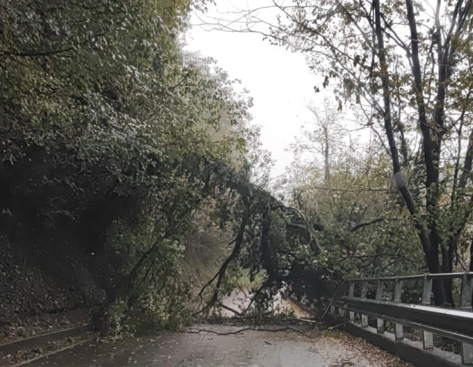 Albero cade sulla strada: chiusa la Provinciale 58