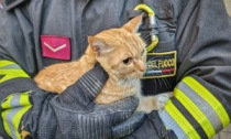 I Vigili del fuoco salvano un gattino