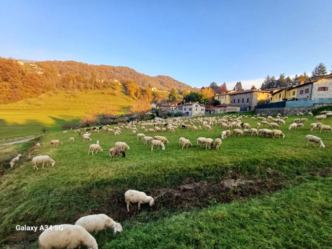 Non contare le pecore per dormire… ma per sostenere Telethon